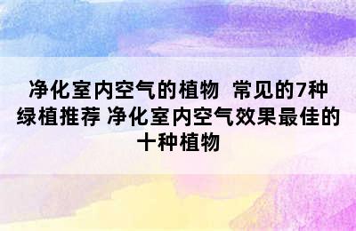 净化室内空气的植物  常见的7种绿植推荐 净化室内空气效果最佳的十种植物